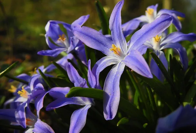 herlighed-of-the-sne, lucile's glory-of-the-sne, lilla blomster, scilla luciliae, forårsblomster, have, natur, tæt på. Sammenlign leverandører på tværs af landsdele med regionsoversigter